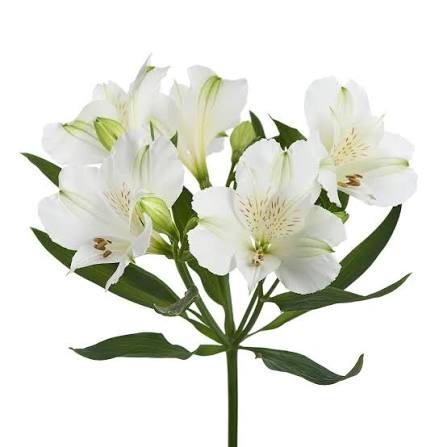 Alstromeria Bianca White