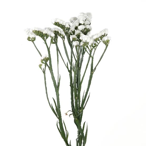 Statice White (Bunch)