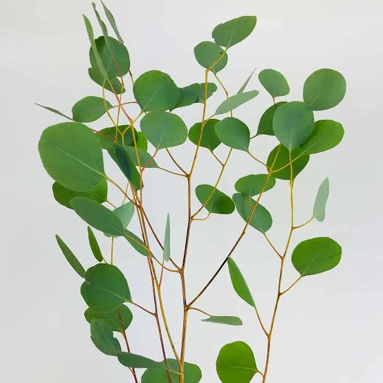 Eucalyptus Silver Dollar Green