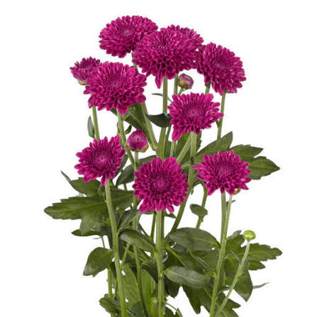 Chrysanthemum