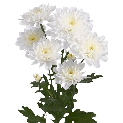 Chrysanthemum