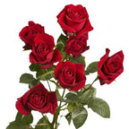 Spray Rose