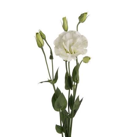 Lisianthus