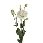 Lisianthus
