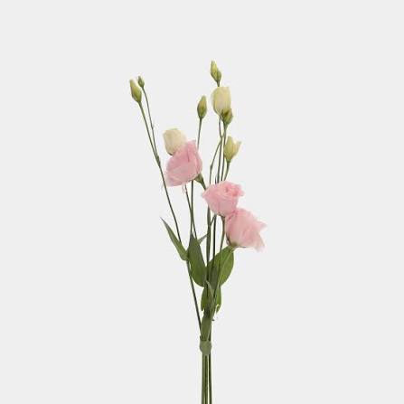 Lisianthus