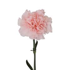 Carnation