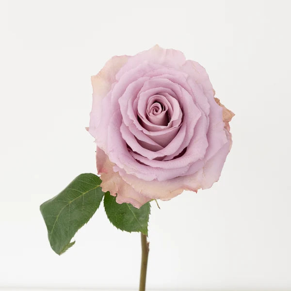 ورد