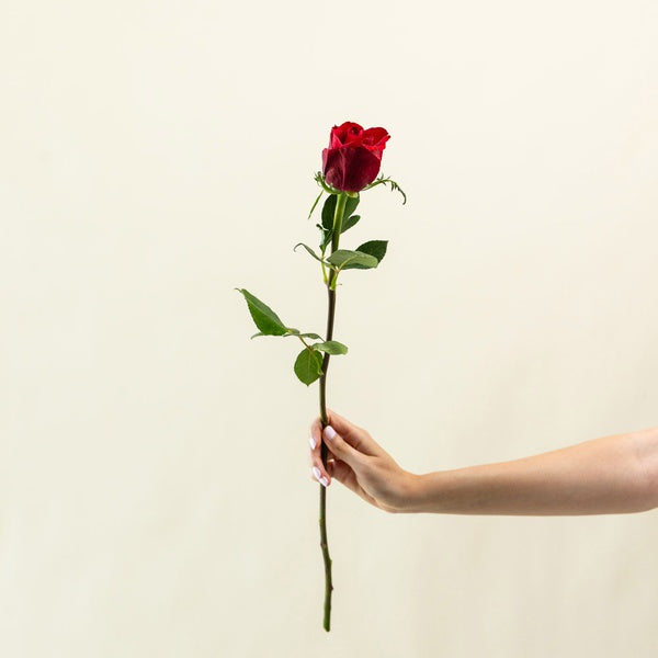 Red rose