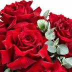 Be Mine, Loudly: close-up of red roses with eucalyptus