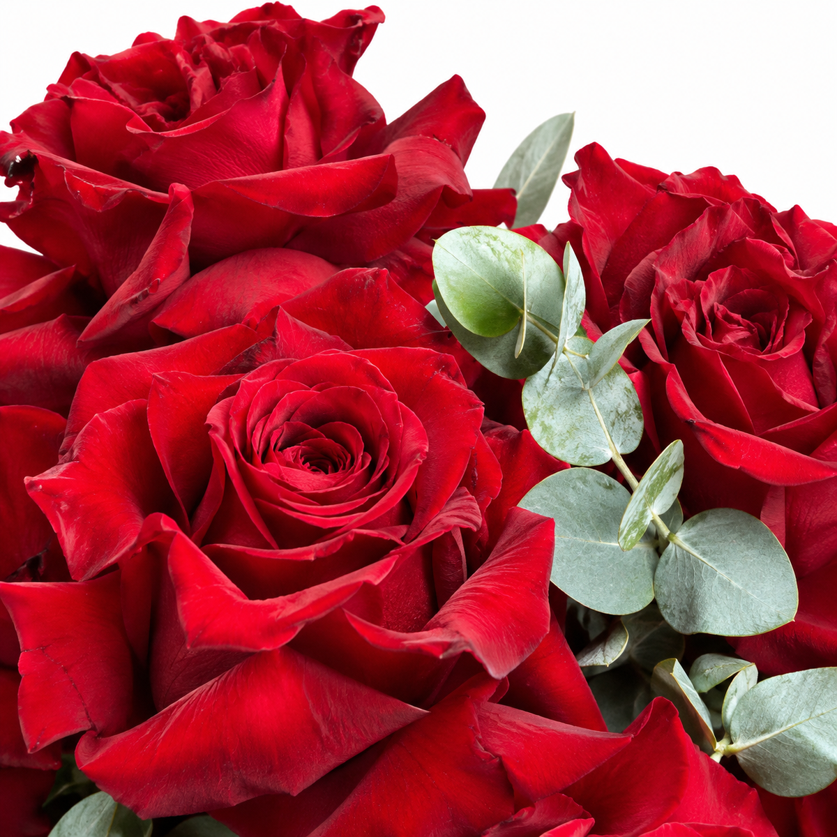 Be Mine, Loudly: close-up of red roses with eucalyptus