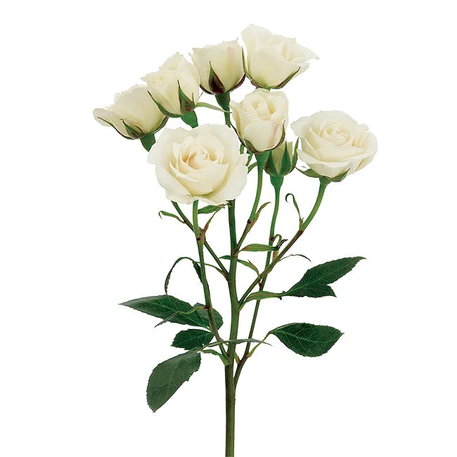 Spray Rose