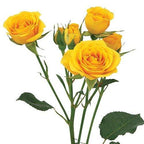Spray Rose