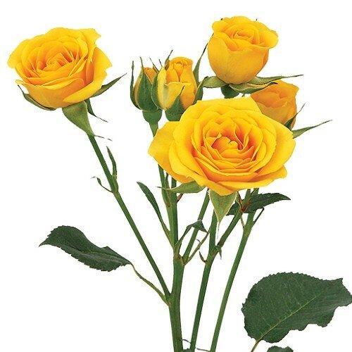 Spray Rose