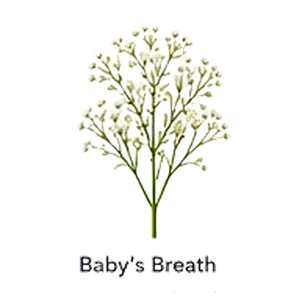 Baby's Breath