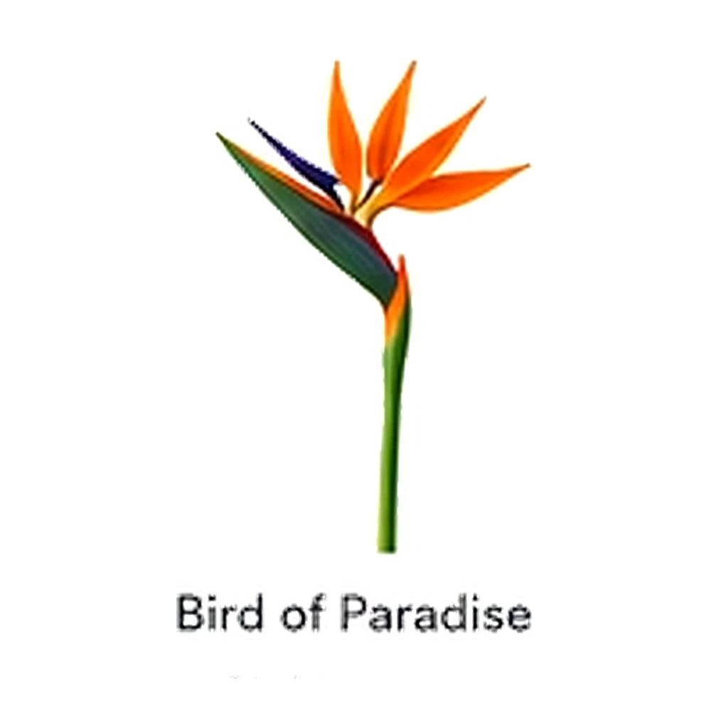 Bird of Paradise