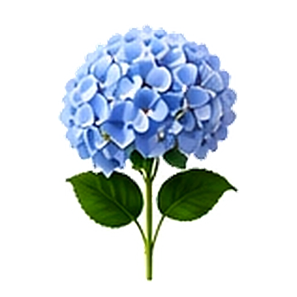 Blue Hydrangea