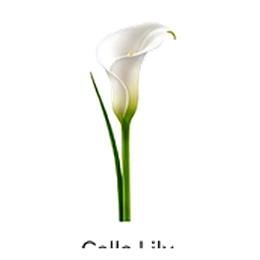Calla Lily