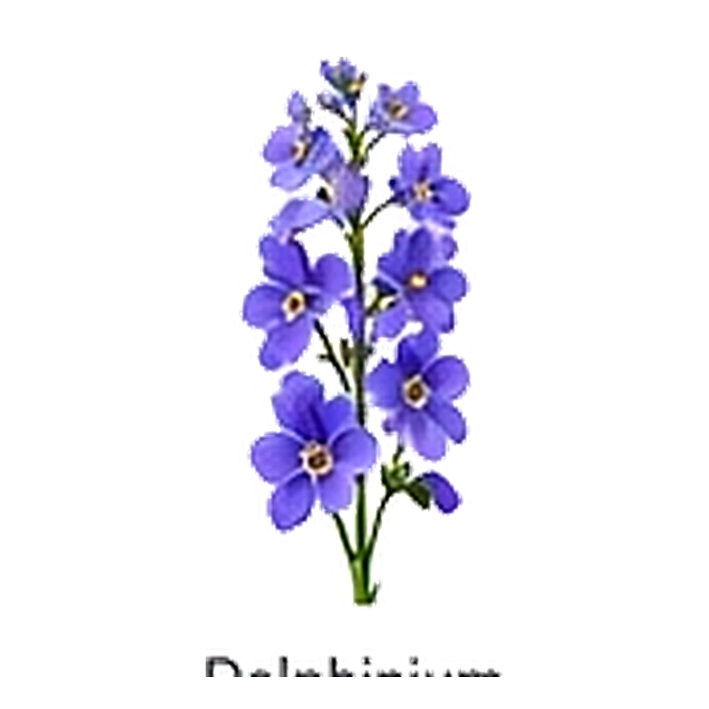 Delphinium