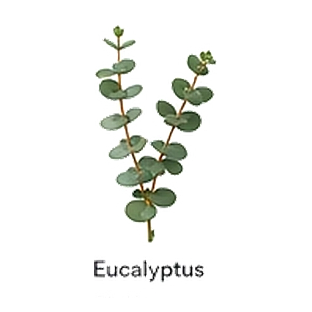 Eucalyptus