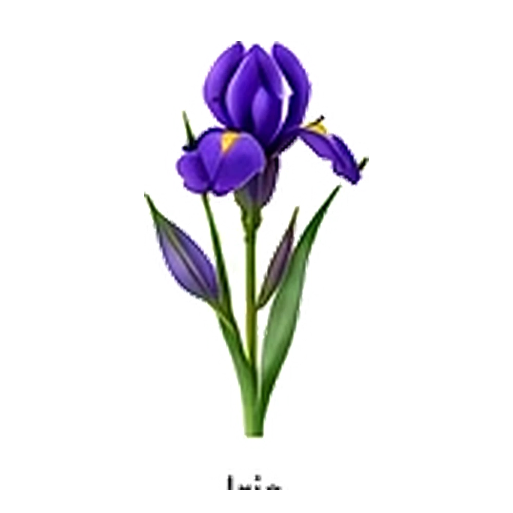 Iris