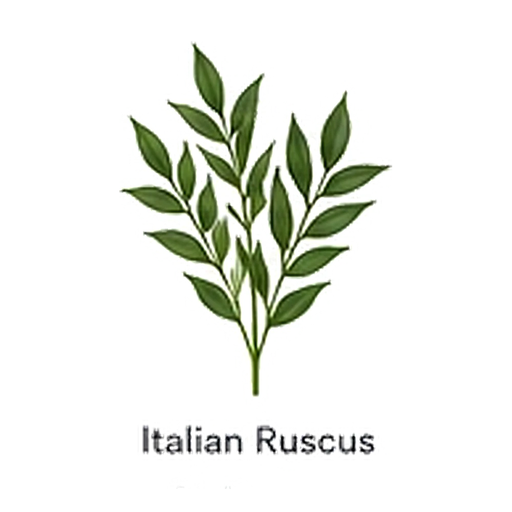 Italian Ruscus