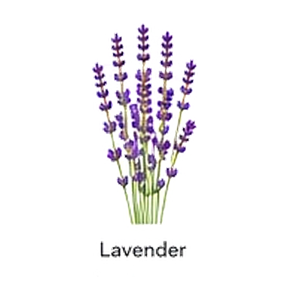 Lavender