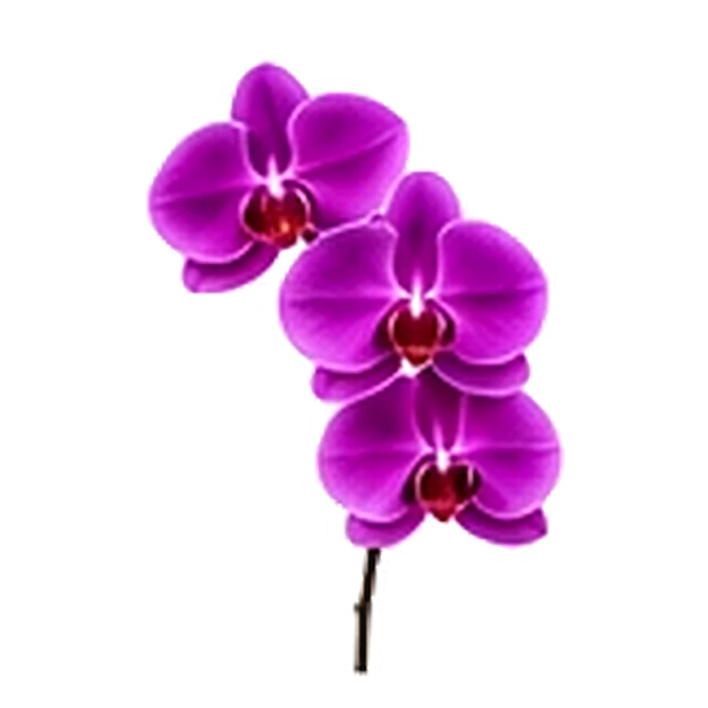 Orchid