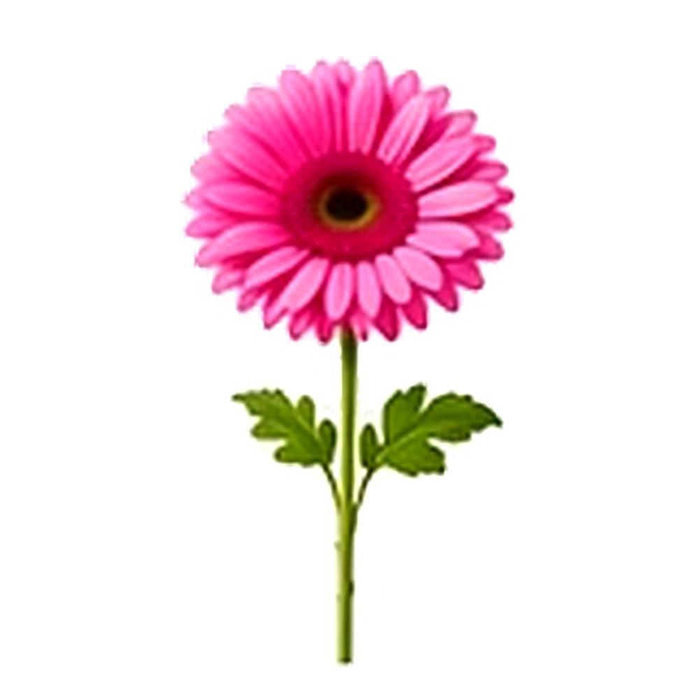 Pink Gerbera