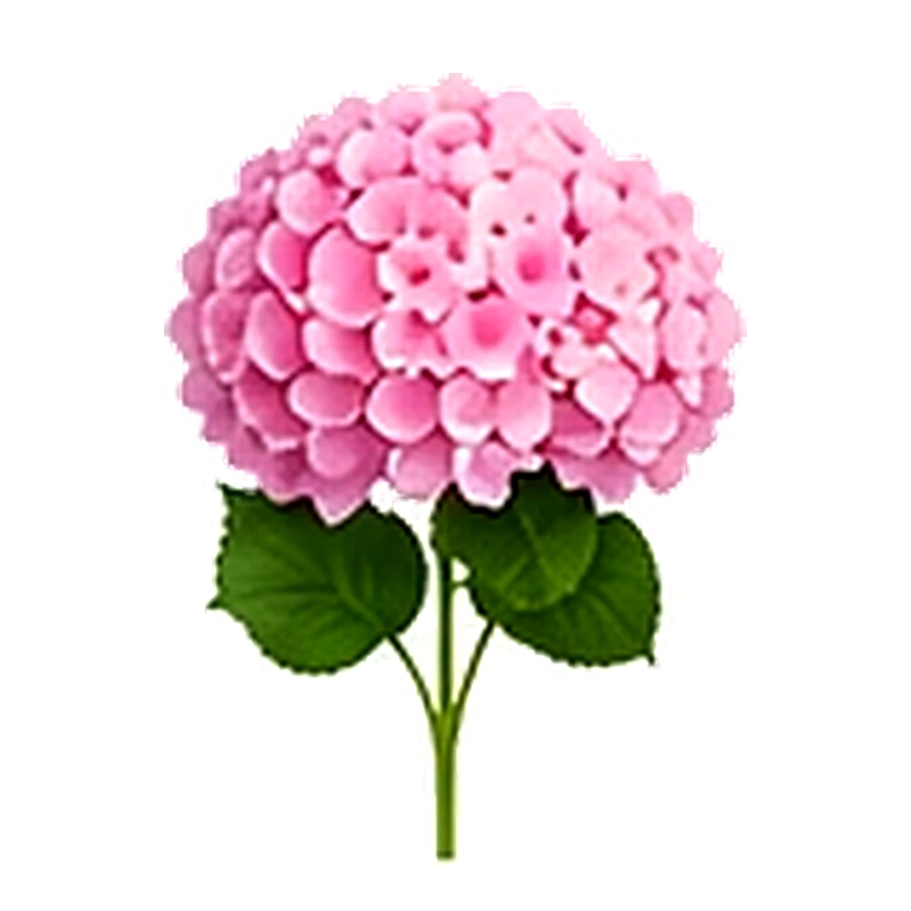 Pink Hydrangea