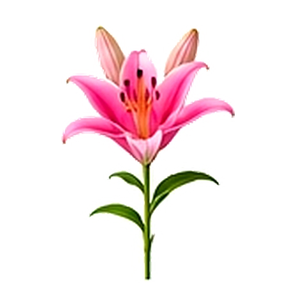 Pink Lily