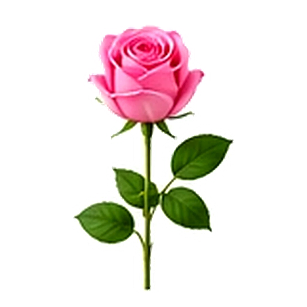 Pink Rose