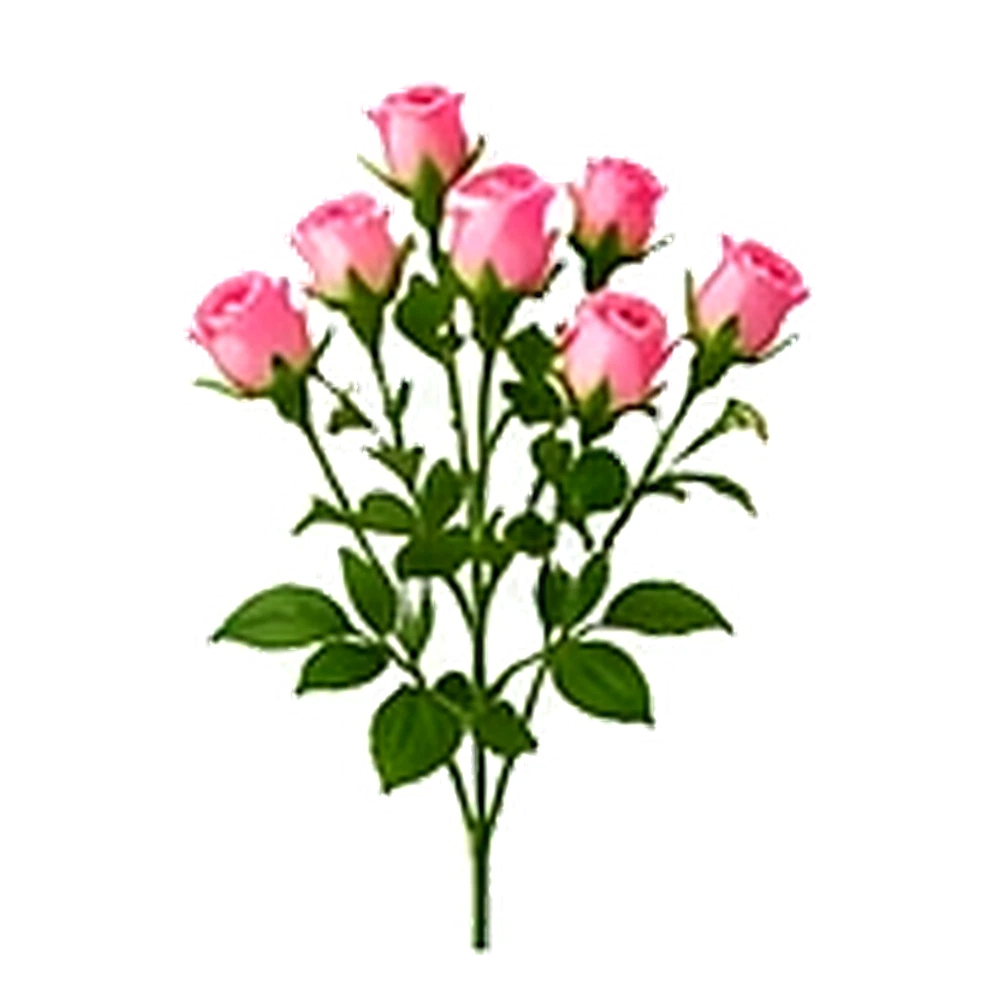 Spray Rose