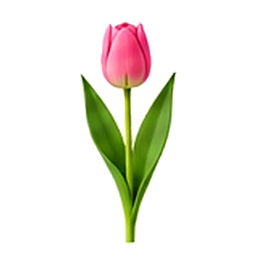 Tulip