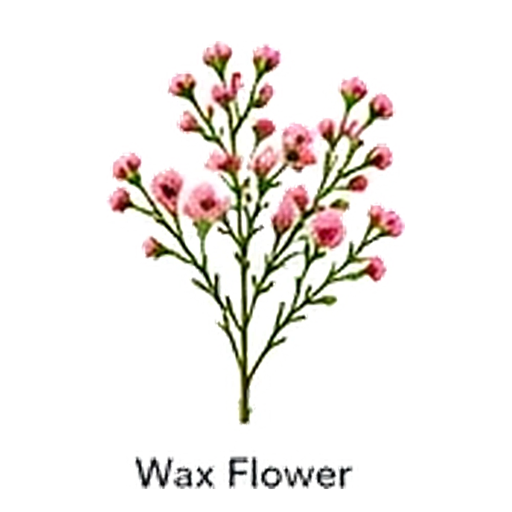 Wax Flower