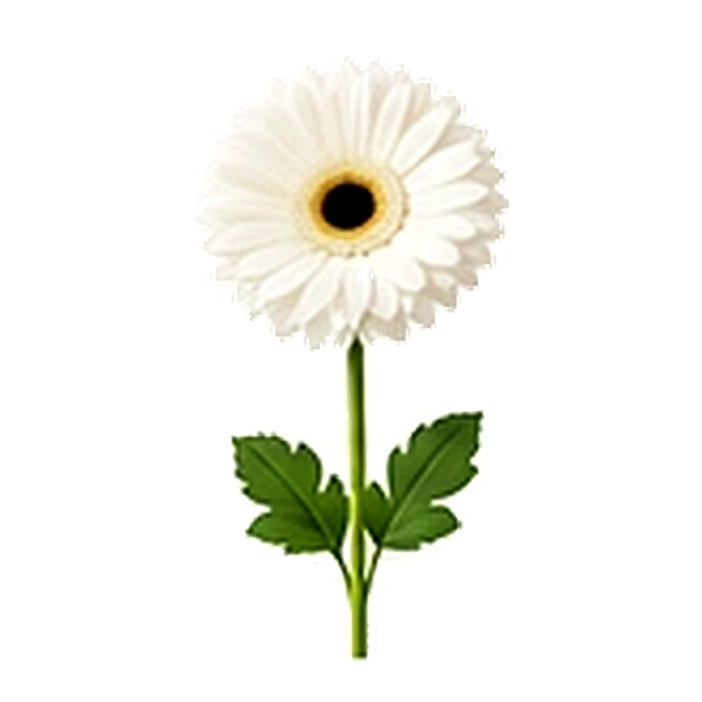 White Gerbera