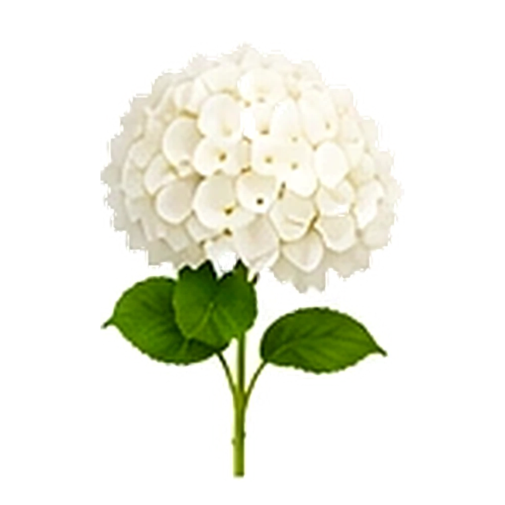White Hydrangea