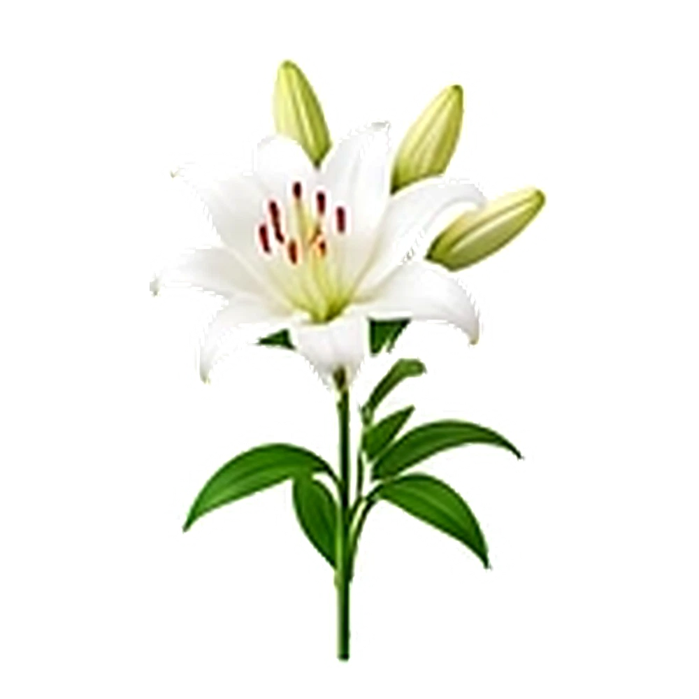 White Lily