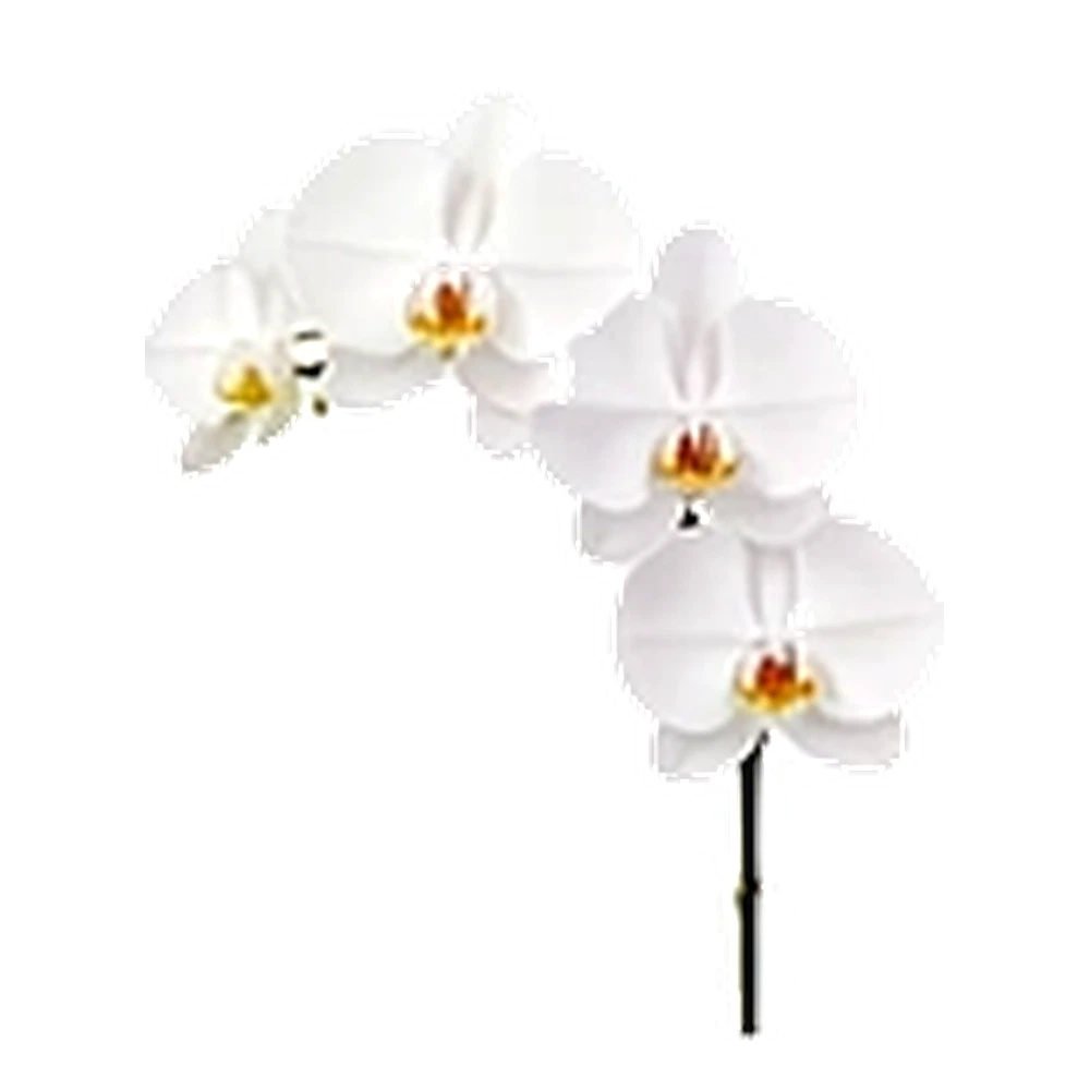 White Orchid