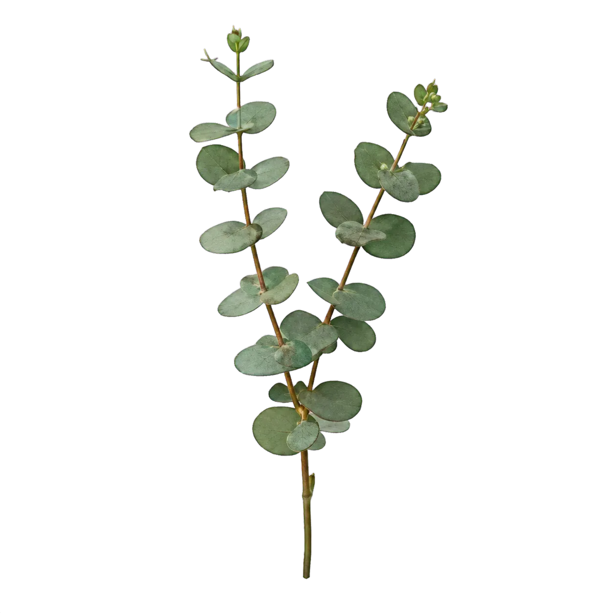 Eucalyptus foliage