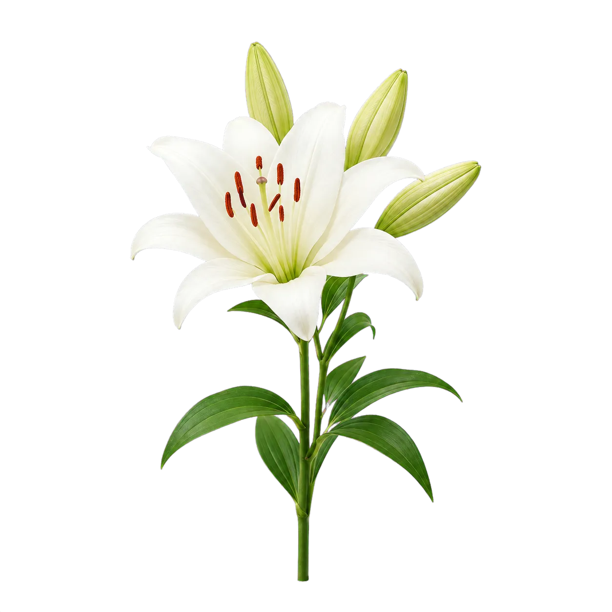White lily