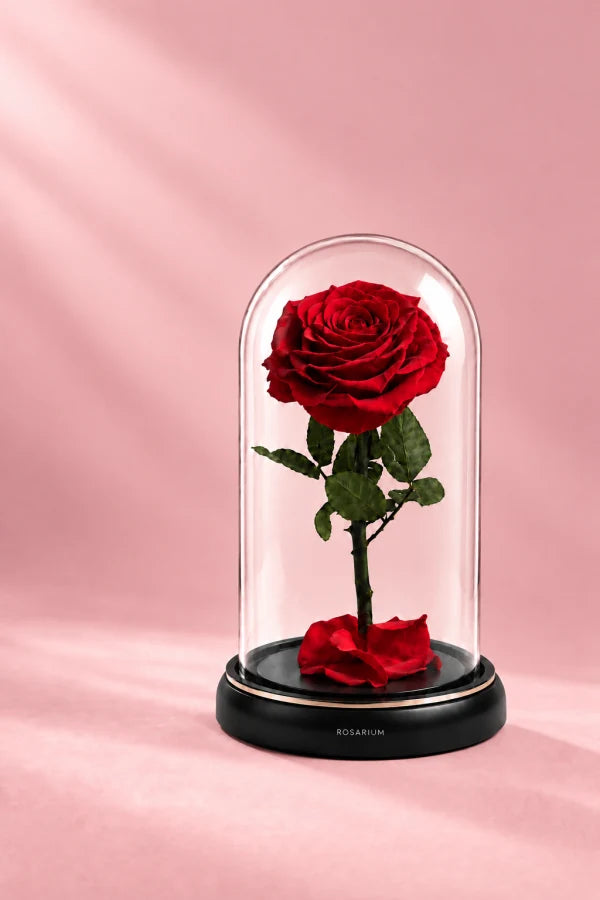 Red preserved rose in a clear dome