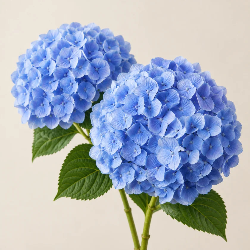 Blue hydrangeas