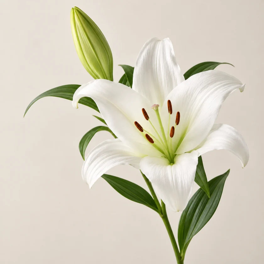 White lilies